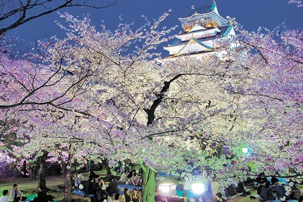 天守閣を背景にライトアップされたソメイヨシノ（過去の様子）