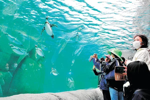 ペンギンが泳ぐ姿を撮影する来園者ら