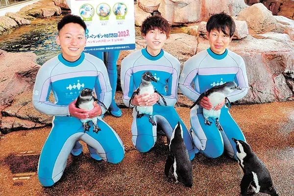 飼育スタッフに抱えられて登場した（左から）ケープペンギンのさい、れい、みぶ