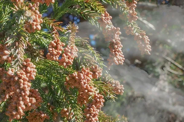 花粉症による損失甚大