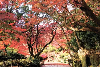 錦に染まる紅葉のトンネル