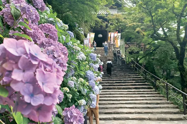 奈良県桜井市の長谷寺のアジサイ
