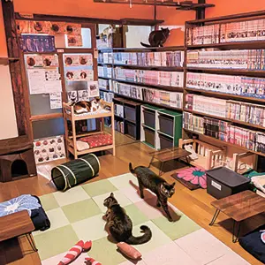 ねこのたつき
