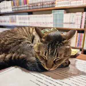 ねこのたつき
