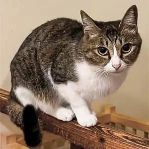 ねこのたつき