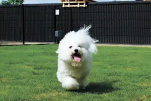 しっぽの森リゾート白浜