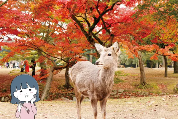 奈良公園～東大寺