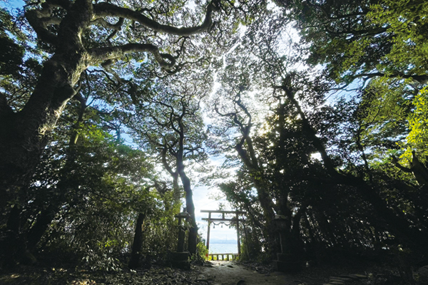 ＼神秘の自然現象／