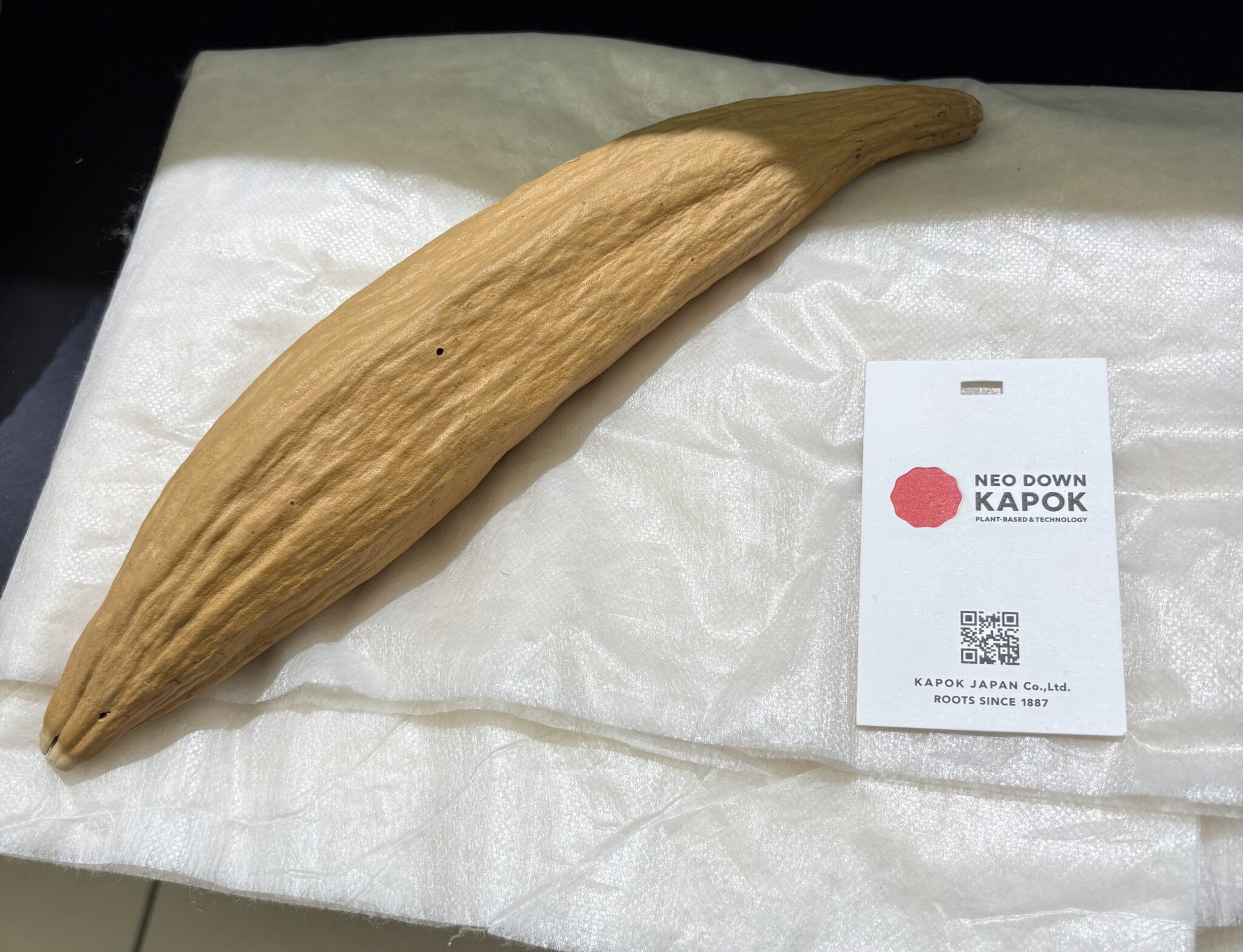 「世界中にサステナブルで機能的な新素材を」 素材からアパレルのあり方問い直す、「KAPOK JAPAN」の挑戦 | 週刊大阪日日新聞